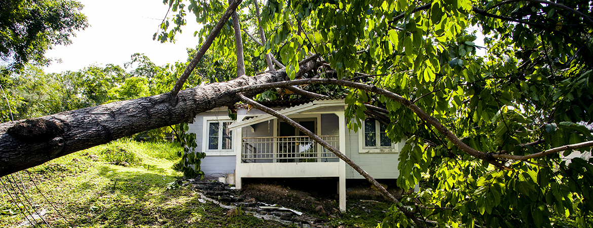 Kentucky Farm Bureau Insurance fallen tree blog Kentucky Farm Bureau Insurance fallen tree blog