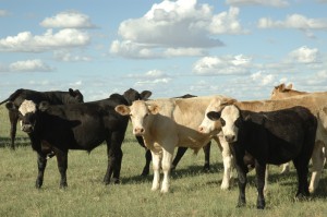 Multiple cows out in an open field