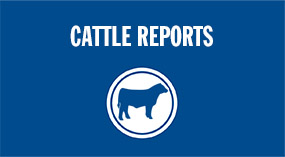 Cattle Reports