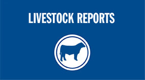 Cattle Reports