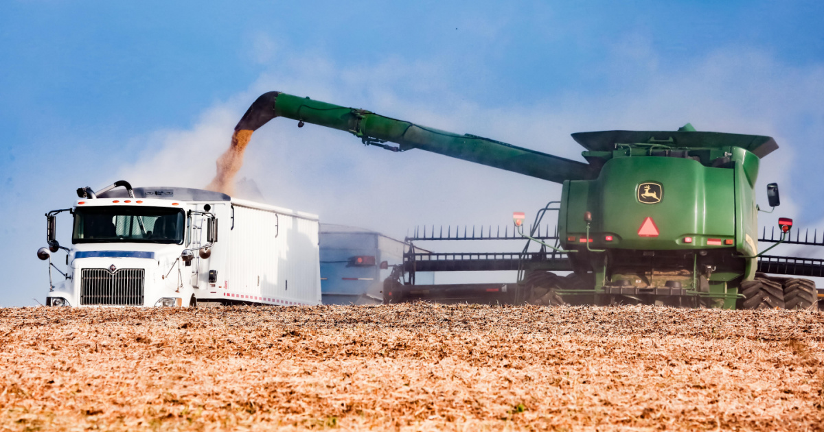 UK Corn Harvest – What You Need To Remember