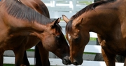 Kentucky's Equine Industry is an Integral Part of Agriculture