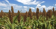 Pesticide receives emergency exemption status to control sugarcane aphid in sweet sorghum