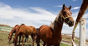 New state database lists lost, abandoned horses