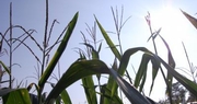 April report forecasts tight corn and soybean supply