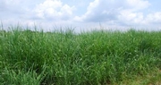 Switchgrass project a success