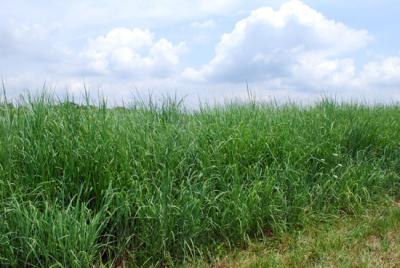 Switchgrass project a success - Kentucky Farm Bureau