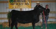 Competition and education are on the agenda at the Kentucky junior livestock expos