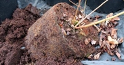 Prevention key to managing blueberry root rot