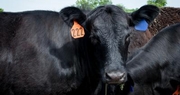 UK experts weigh in on lowest beef supply in 60 years
