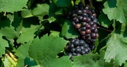 New courses in the UK College of Agriculture will support state’s vineyards