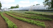 Produce aplenty at Double Hart Farm