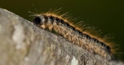 Eastern tent caterpillars now on the move in Central Kentucky