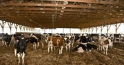 As summer nears, livestock heat stress looms