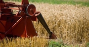 2014 wheat harvest has mixed outcomes