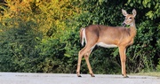 9 tips for avoiding a deer collision this fall