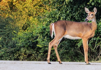 9 tips for avoiding a deer collision this fall