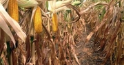 Corn crop condition slipping