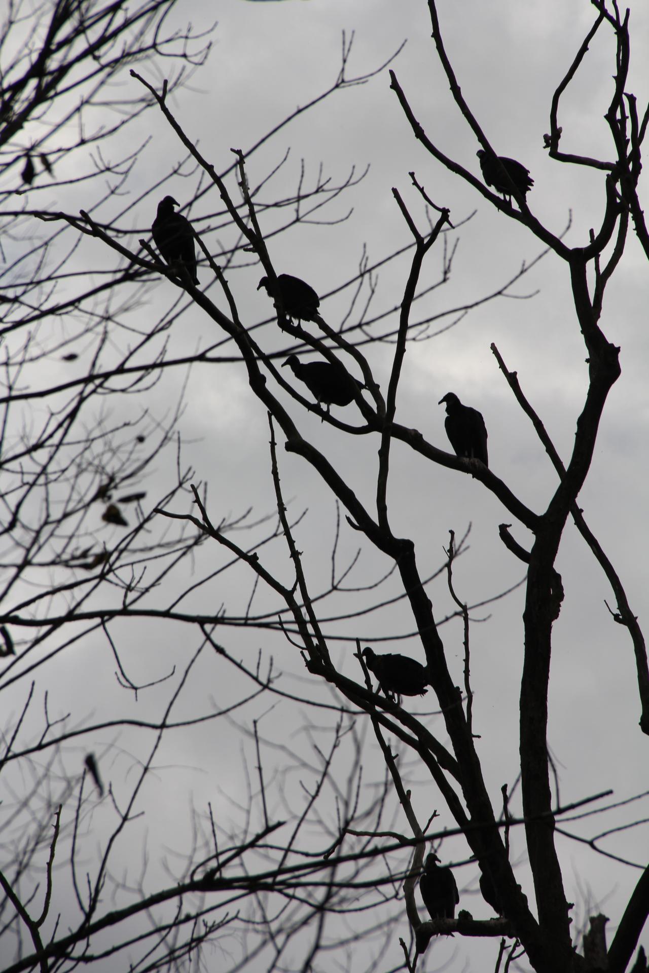 Black buzzards causing a buzz - Kentucky Farm Bureau