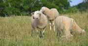 Sheep cheese maker is unique