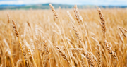 New web site defends GMOs