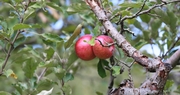 MSU's Browning Orchard Serving as an Integral Part of University's Ag Program