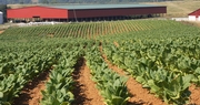 USDA to Measure Row Crops Production