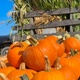 Pumpkins Finding Their Place on the Farm