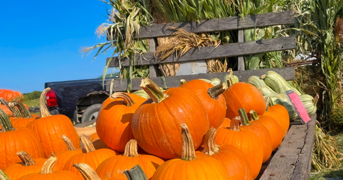 Pumpkins Finding Their Place on the Farm