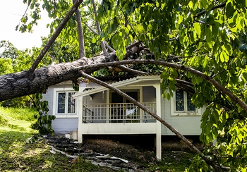 Fallen trees: What's covered (and what's not) on your insurance policy