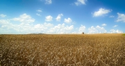 Kentucky's Wheat Crop Adds Value to the Farm in Many Ways