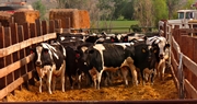 Farm Bureaus Supporting Dairy Farmers