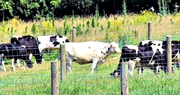 Farm Bureau Develops Dairy Revenue Protection Insurance