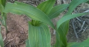 Corn crop off to a late, but good start