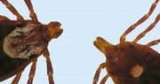 University of Kentucky Entomologist talks tick prevention