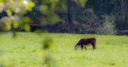 Kentucky Cattle Industry Weathering Low Inventory