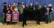 Angus Lead the Way in 33rd Annual Winter Beef Showcase