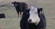 Kentucky Livestock Sector:  A Vital Segment of Overall Farm Economy Despite Tough 2019