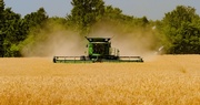 2024 Kentucky Wheat Crop Update