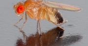 Spotted wing Drosophila found in south central Kentucky