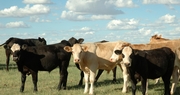Kentucky Beef Conference Oct. 23 in Lexington