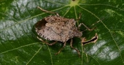 Stink bugs moving indoors
