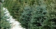 Cut your own Christmas tree at a Kentucky Proud farm near you