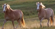 Farm Bureau announces photo contest winners