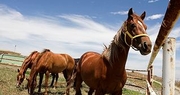 Equine survey reveals wealth of information