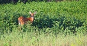 Peak season for deer activity means crop loss for Kentucky farmers