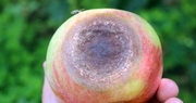 Disease resistant apples first line of defense for home orchardists