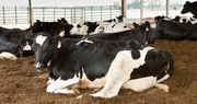 Kentucky National Dairy Show and Sale Returns April 9-11 to Kentucky Exposition Center