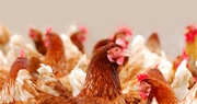 Kentucky restricts sales and movement of birds as proactive response to avian flu outbreak