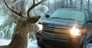 Oh deer! Kentucky’s peak season for deer collisions returns